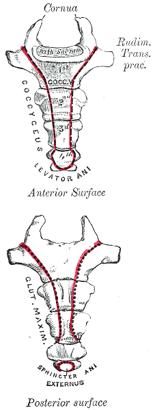 Fig. 100