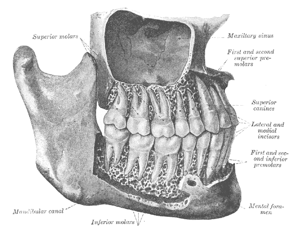 Fig. 1003