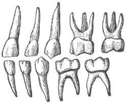 Fig. 1004