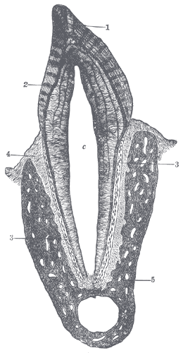 Fig. 1005