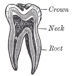 Fig. 1006