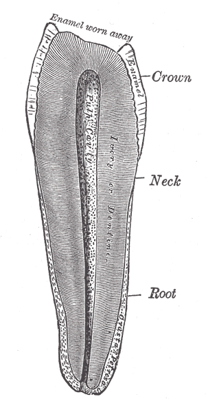 Fig. 1007