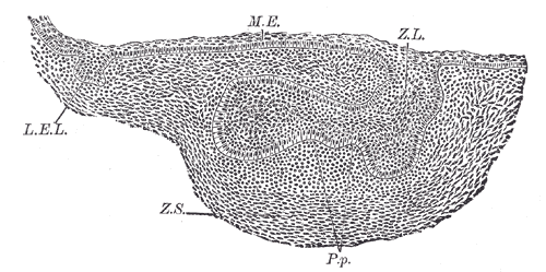 Fig. 1009