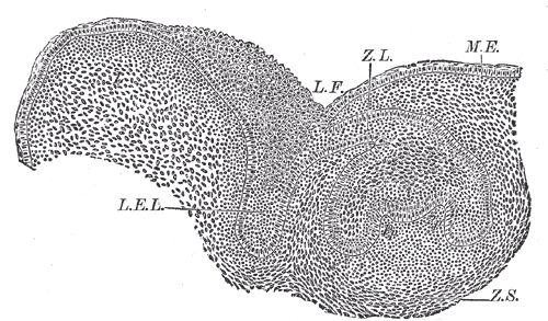 Fig. 1010