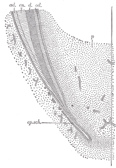 Fig. 1012