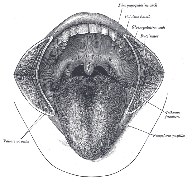 Fig. 1014