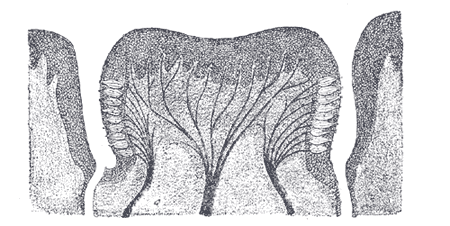 Fig. 1015