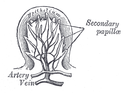 Fig. 1017