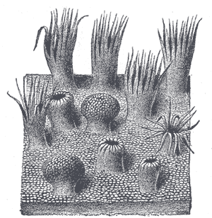 Fig. 1018