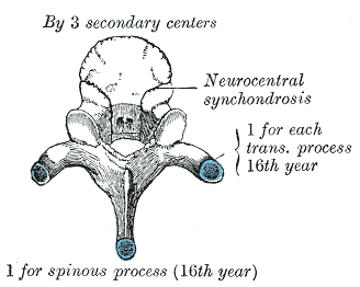 Fig. 102