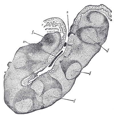 Fig. 1027