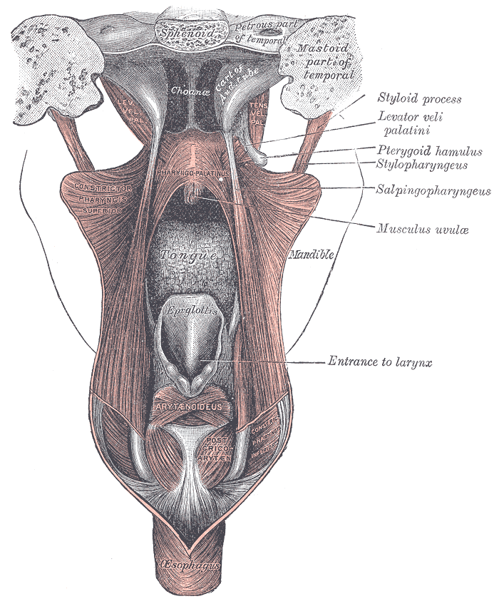 Fig. 1028