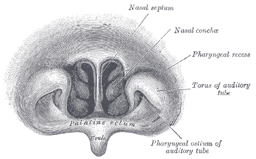 Fig. 1029