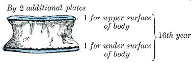 Fig. 103