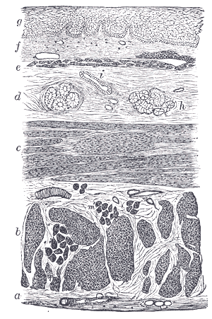 Fig. 1033