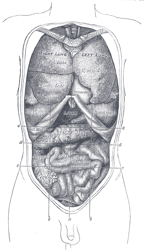 Fig. 1034