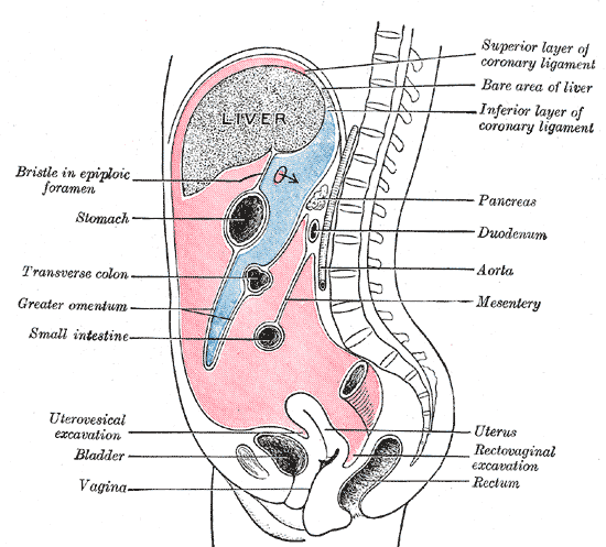 Fig. 1035