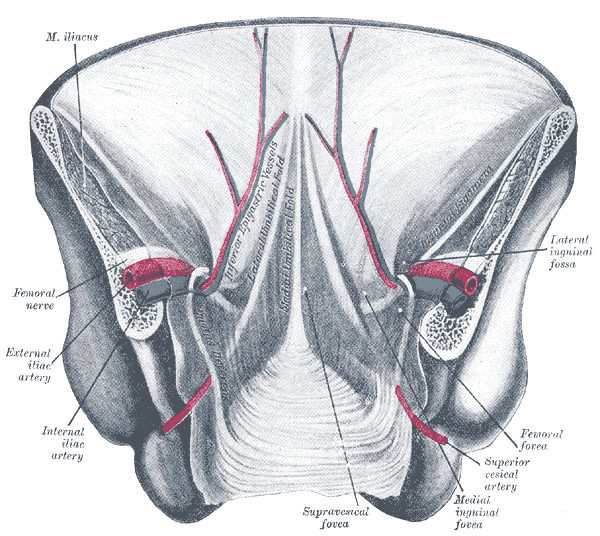 Fig. 1036