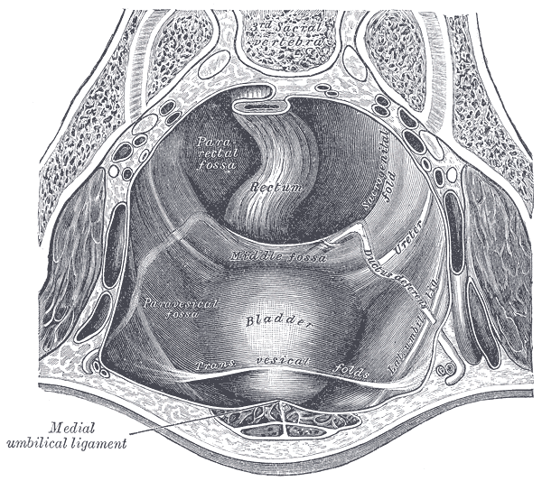 Fig. 1037