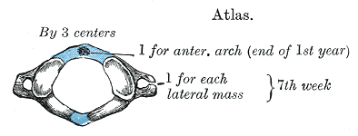 Fig. 104