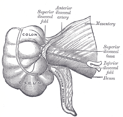Fig. 1043