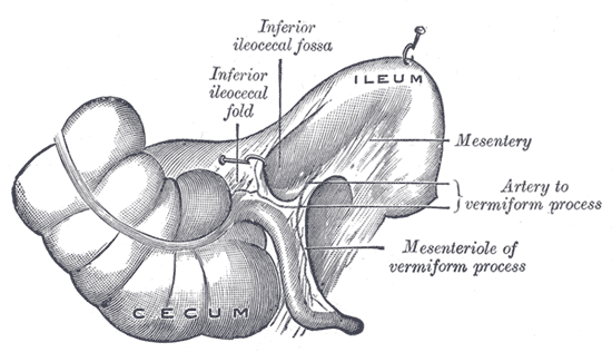 Fig. 1044