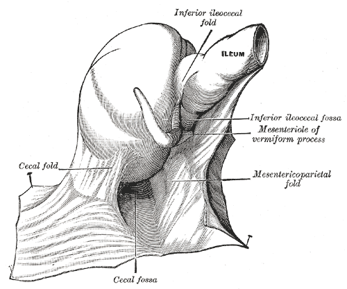 Fig. 1045