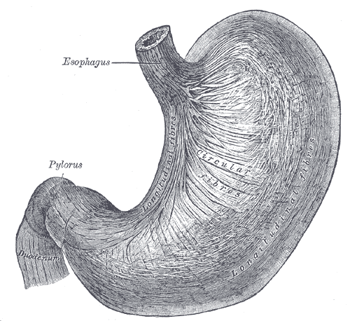 Fig. 1051