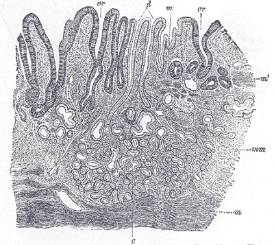 Fig. 1053