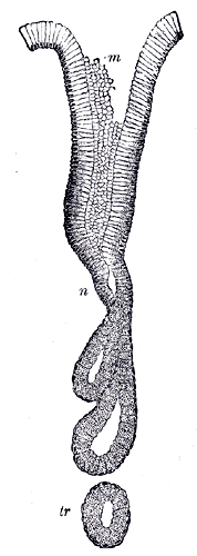 Fig. 1054