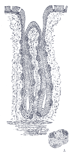 Fig. 1055
