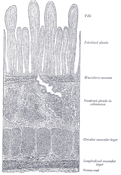 Fig. 1058