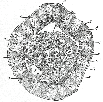 Fig. 1060