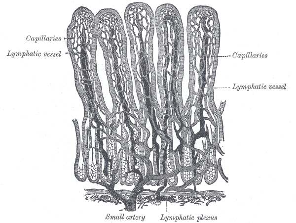 Fig. 1061