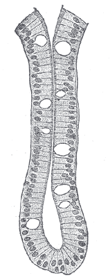 Fig. 1062