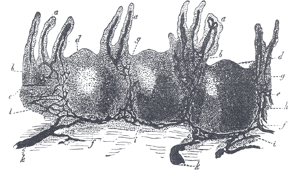 Fig. 1063