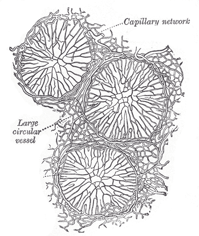 Fig. 1064