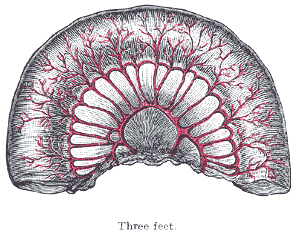 Fig. 1065