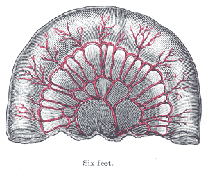 Fig. 1066