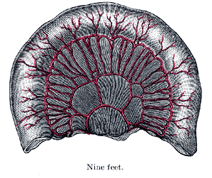 Fig. 1067