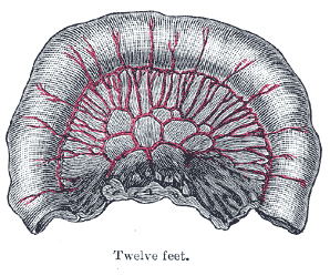 Fig. 1068