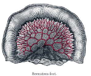 Fig. 1069