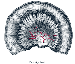 Fig. 1070