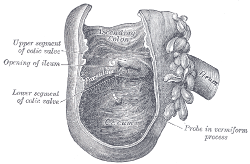 Fig. 1075