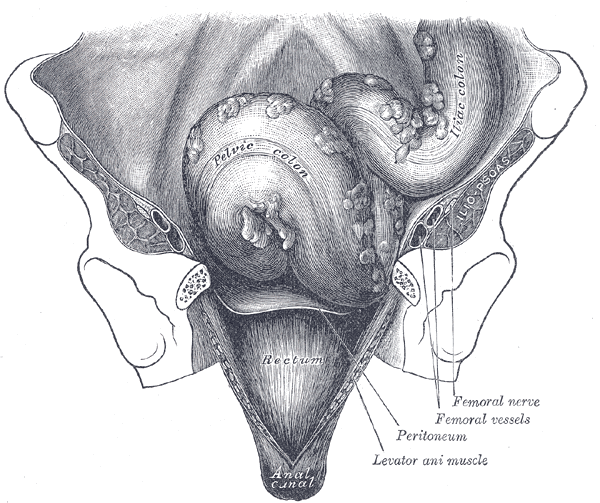 Fig. 1076