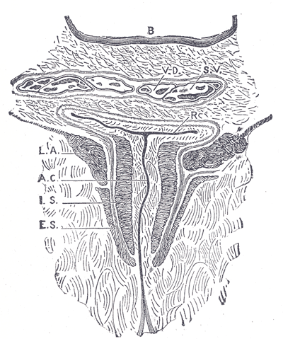Fig. 1079
