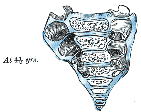 Fig. 108