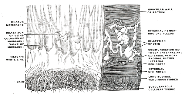 Fig. 1081