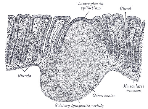 Fig. 1082