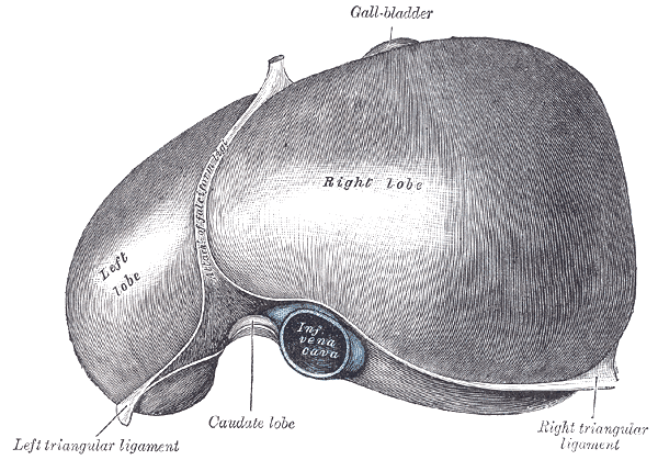 Fig. 1085
